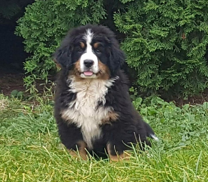 Doushka angyalosi berni