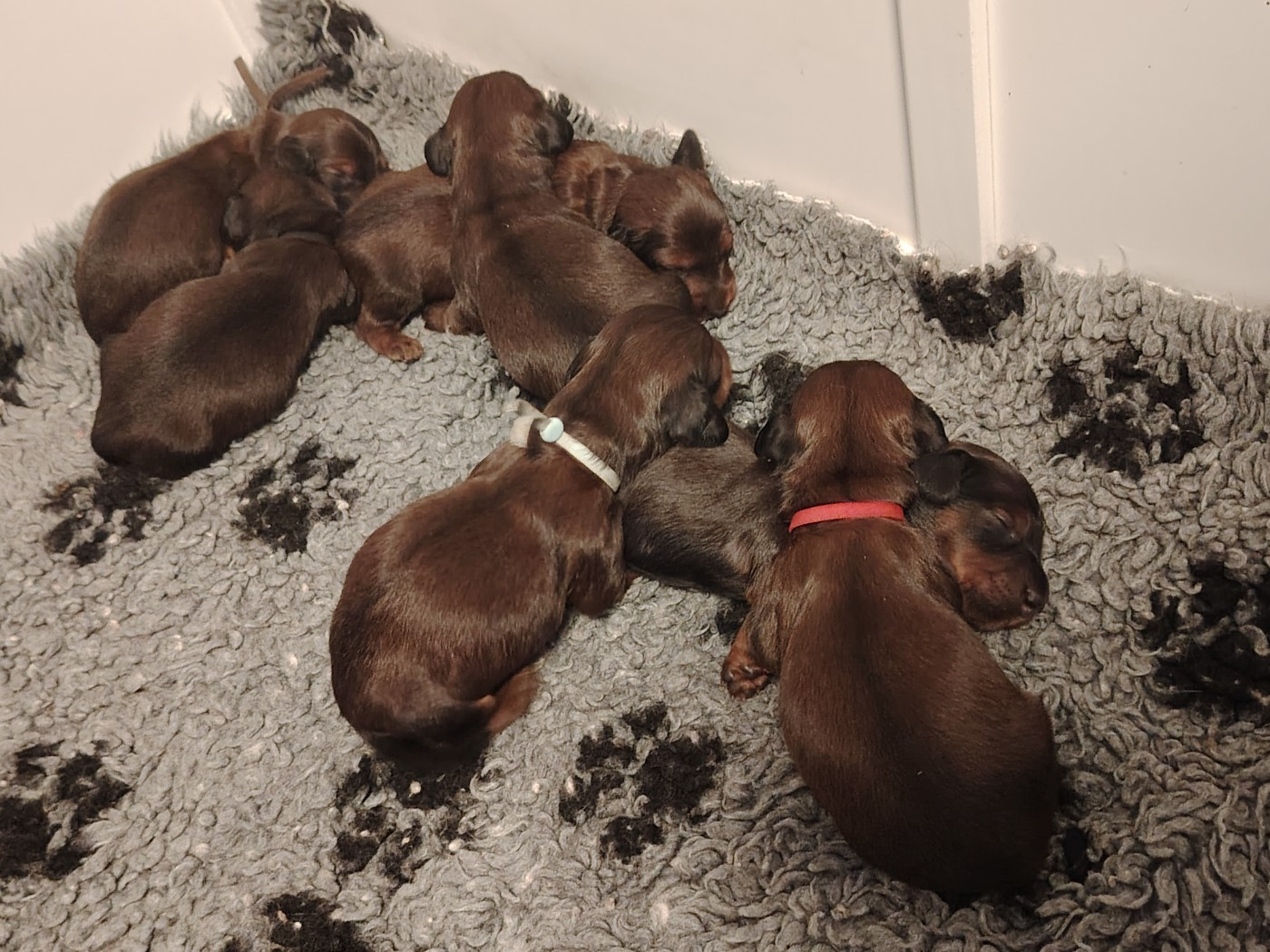 Chiot Teckel poil long des molosses de la rose noire