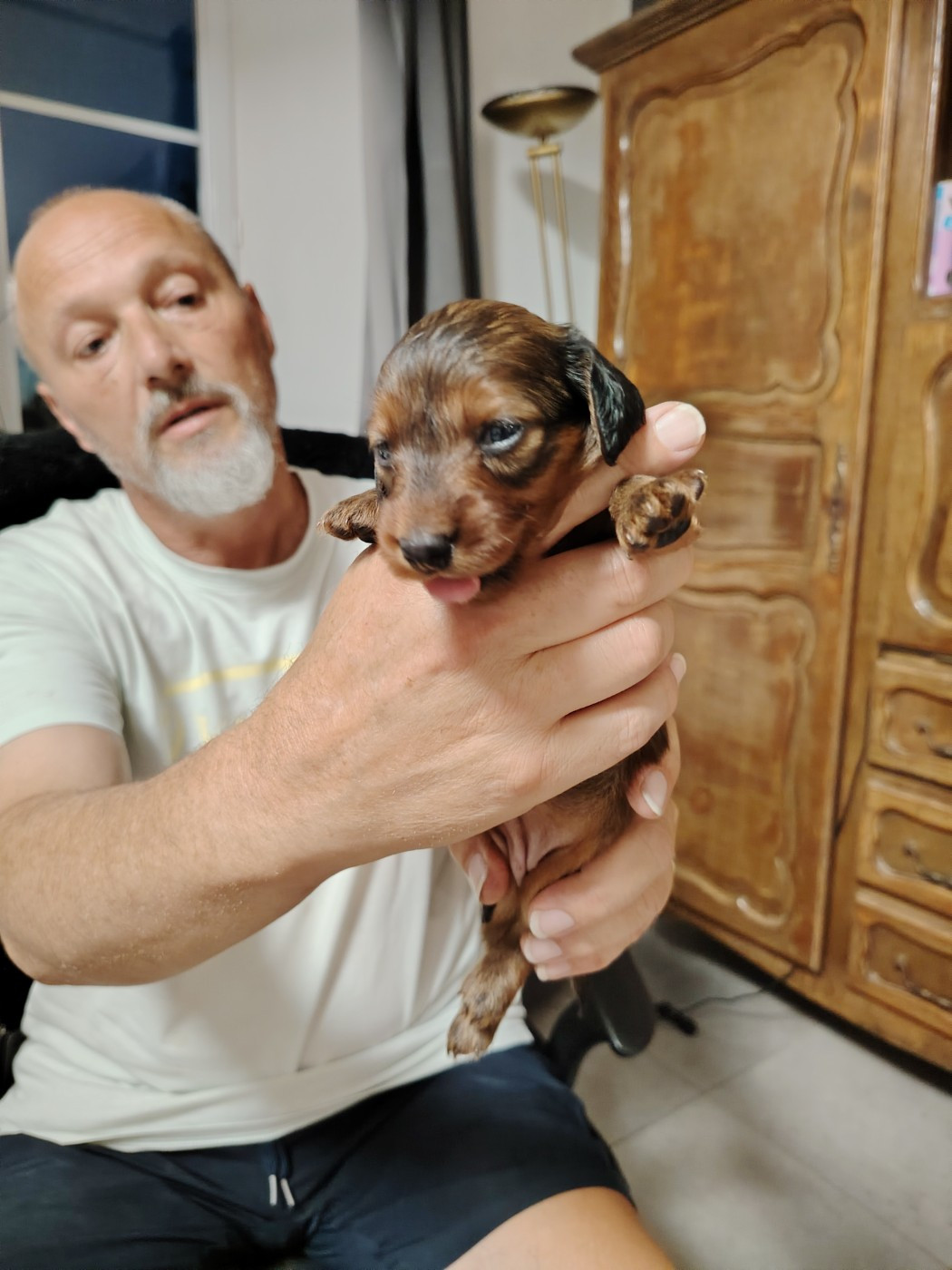 Chiot Teckel poil long des molosses de la rose noire