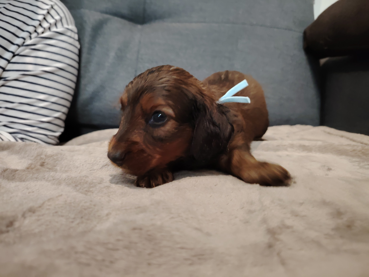 des molosses de la rose noire - Chiots disponibles - Teckel poil long