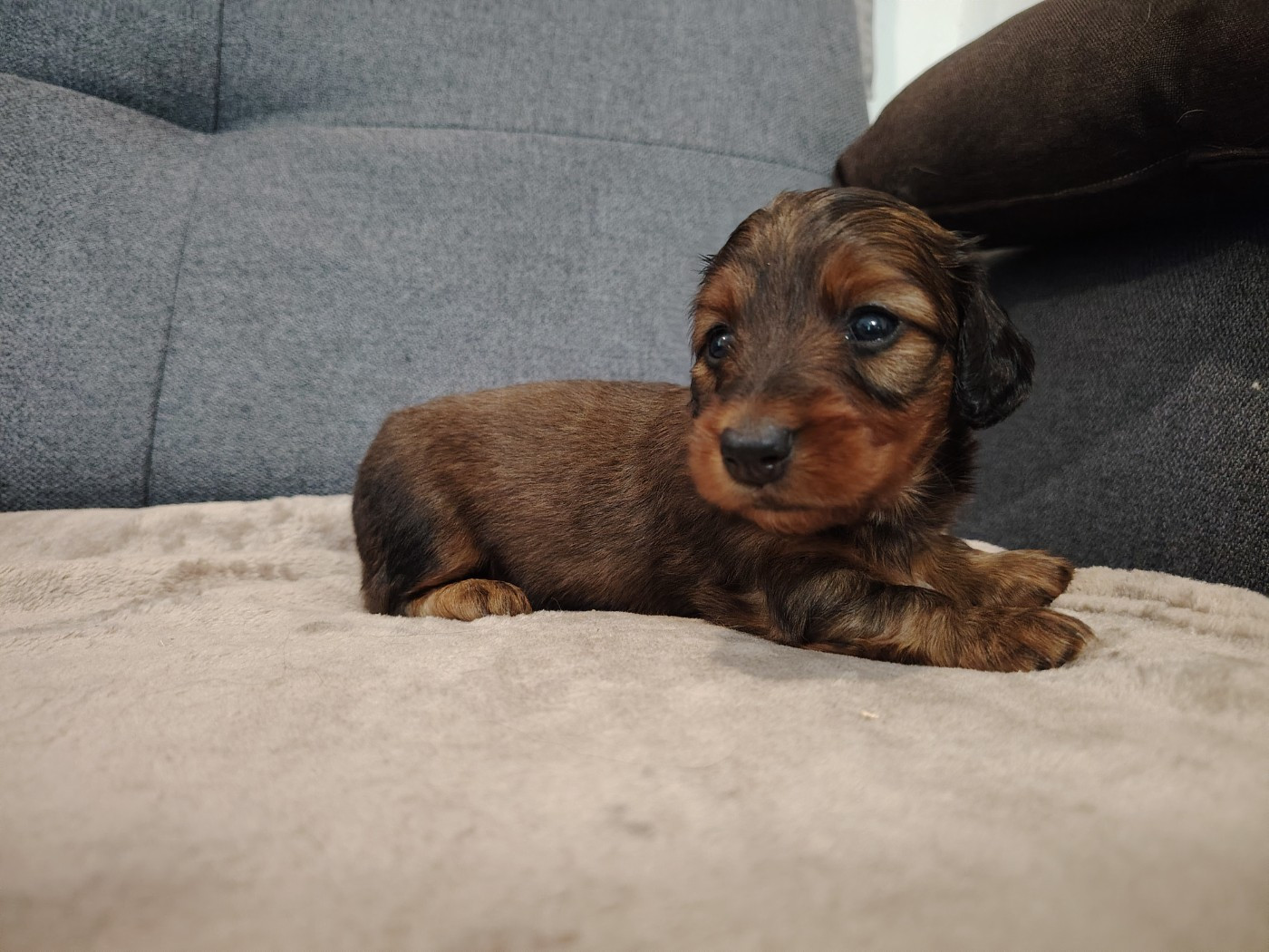 des molosses de la rose noire - Chiots disponibles - Teckel poil long