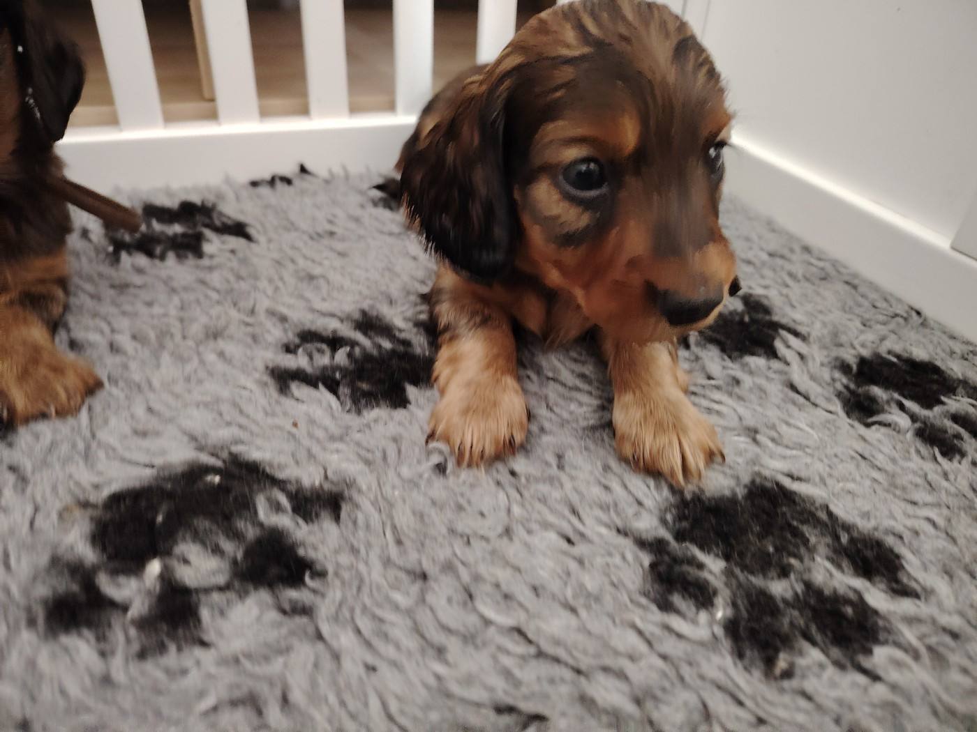 des molosses de la rose noire - Chiots disponibles - Teckel poil long