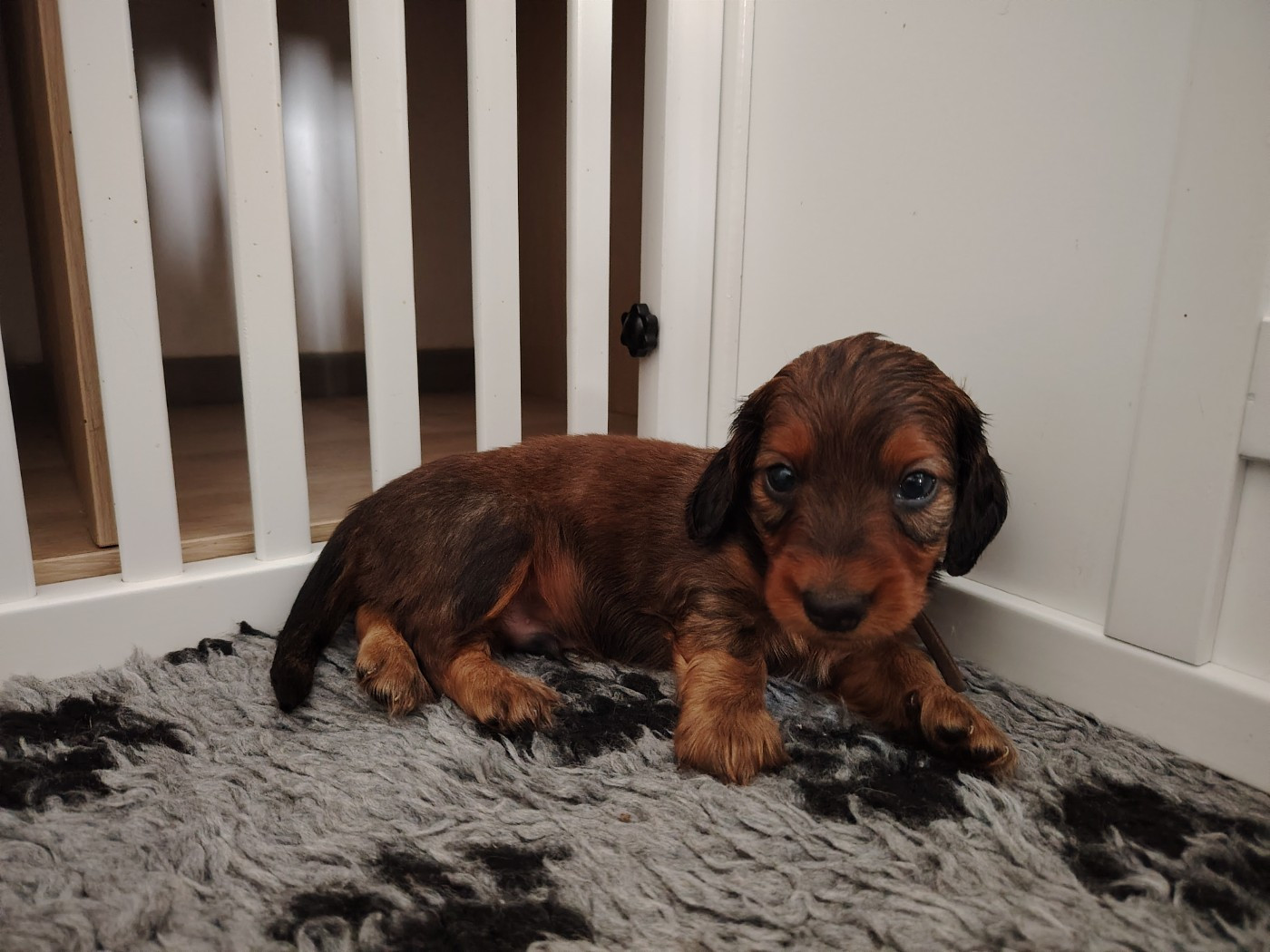 des molosses de la rose noire - Chiots disponibles - Teckel poil long