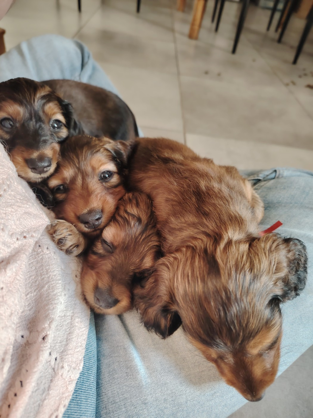 Chiot Teckel poil long des molosses de la rose noire
