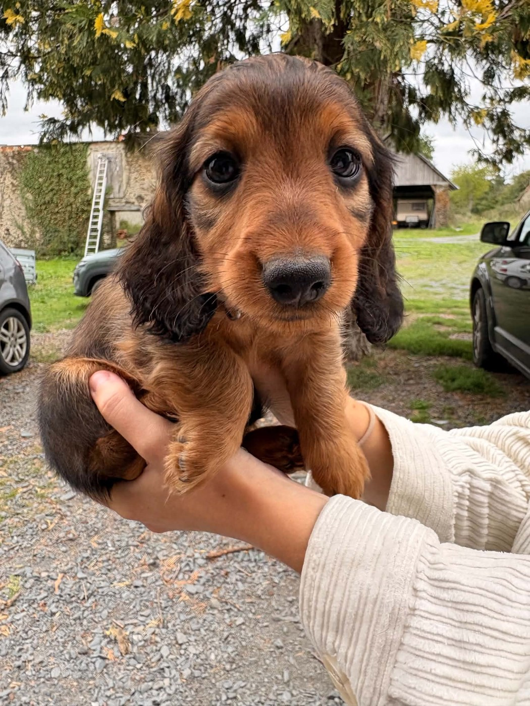 des molosses de la rose noire - Chiots disponibles - Teckel poil long