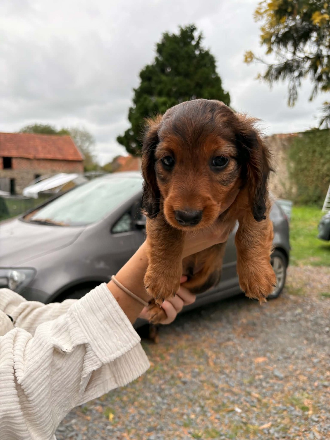 des molosses de la rose noire - Chiots disponibles - Teckel poil long