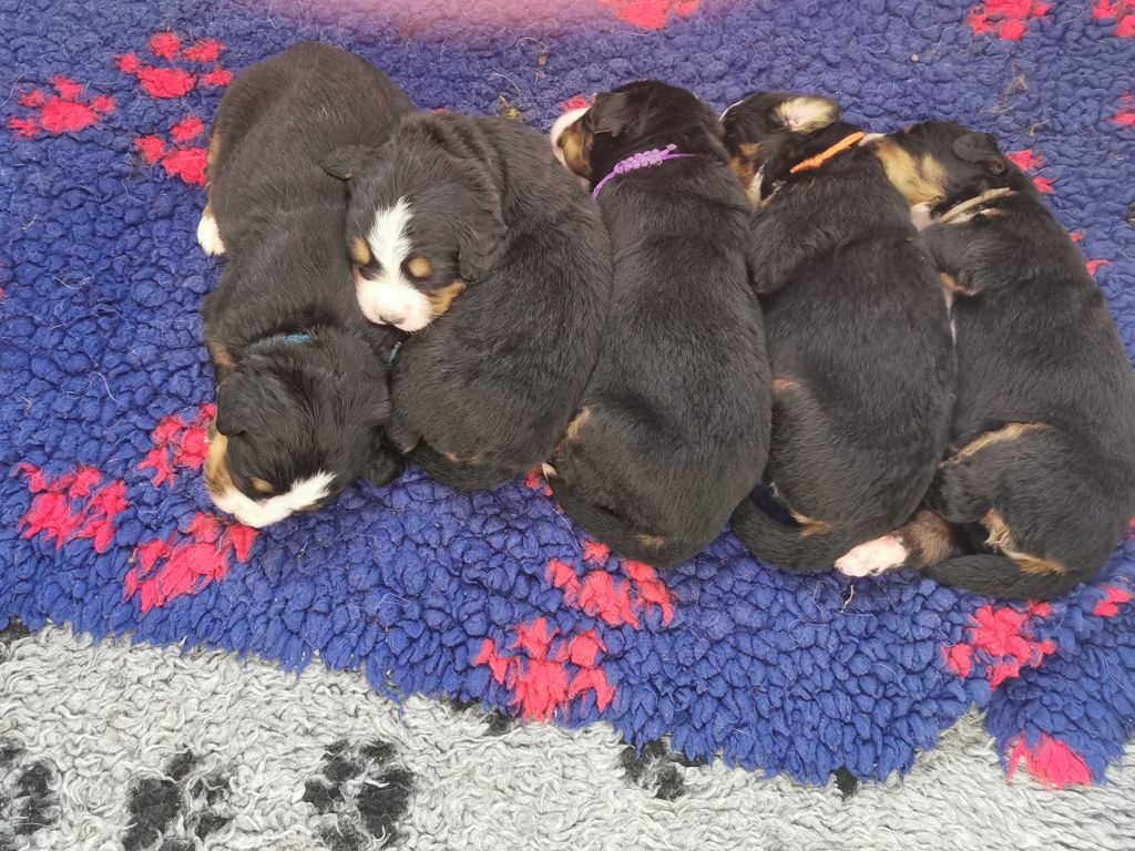 Chiot Bouvier Bernois des molosses de la rose noire