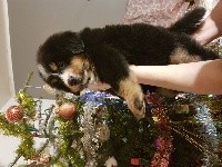 Oscar